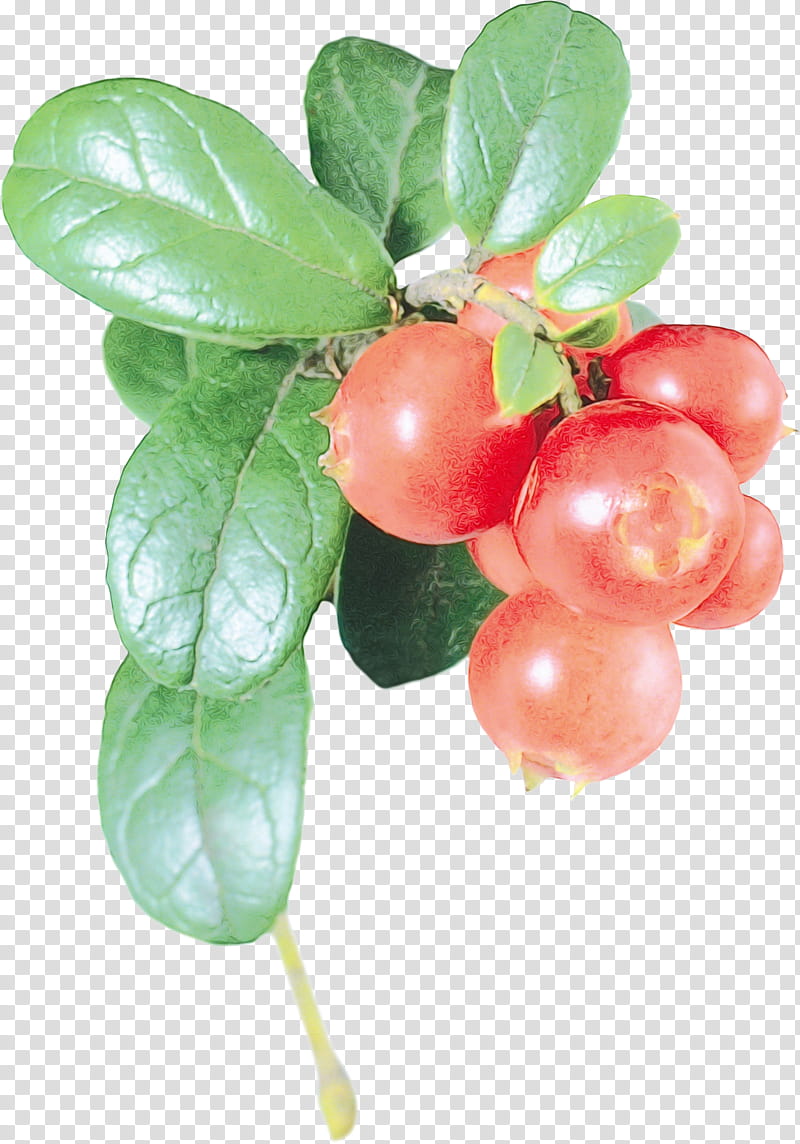 plant fruit flower lingonberry food, Watercolor, Paint, Wet Ink, Arctostaphylos Uvaursi, Leaf, Woody Plant transparent background PNG clipart