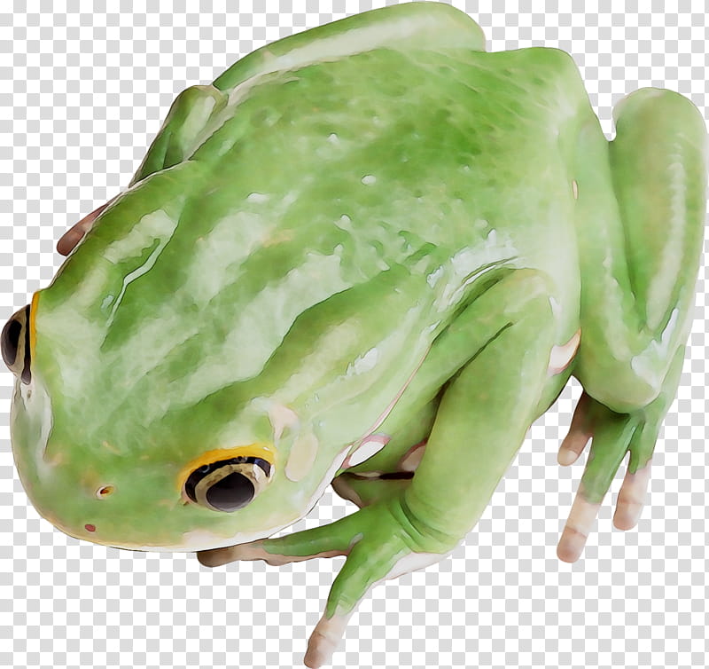 Frog, Tree Frog, True Frog, Toad, Hyla, Shrub Frog transparent background PNG clipart