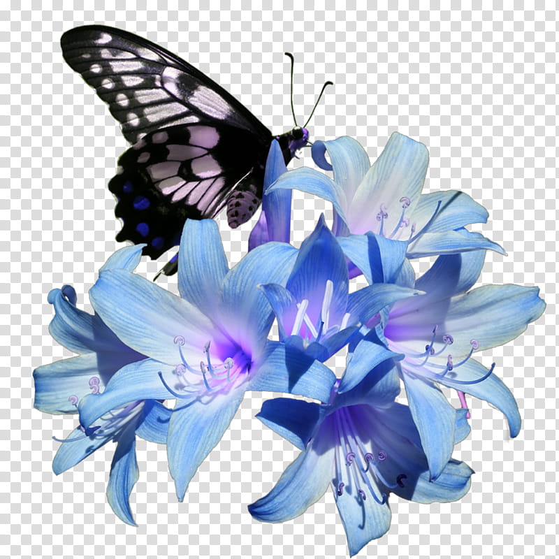 Flowers, Belladonna, Book, When Dimple Met Rishi, Library, Glasswing Butterfly, Atropa, Moths And Butterflies transparent background PNG clipart