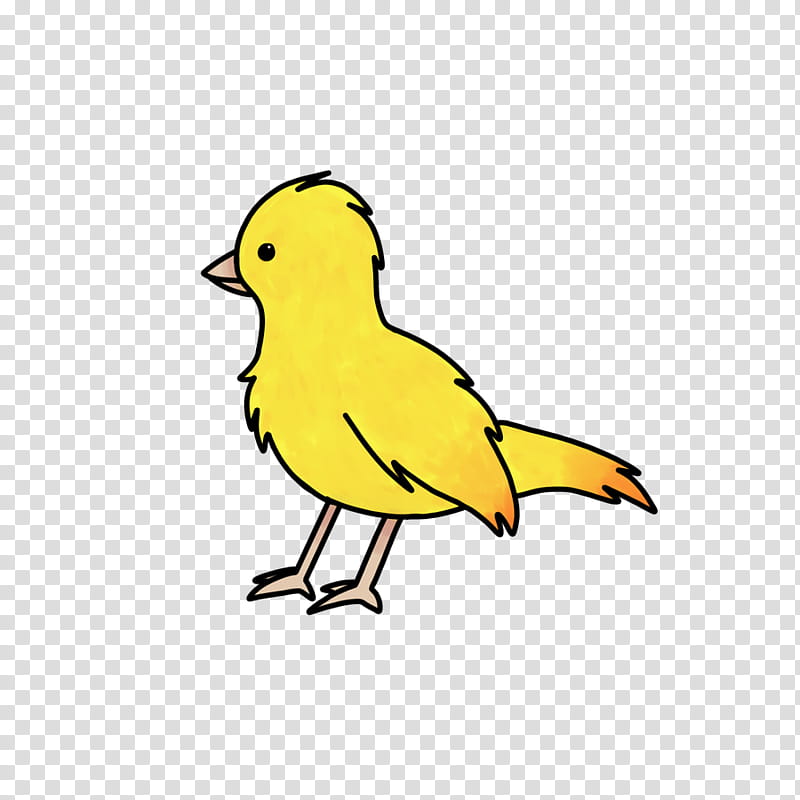 Bird, Beak, Finches, Domestic Canary, American Goldfinch, Yellow Canary, Drawing, European Goldfinch transparent background PNG clipart
