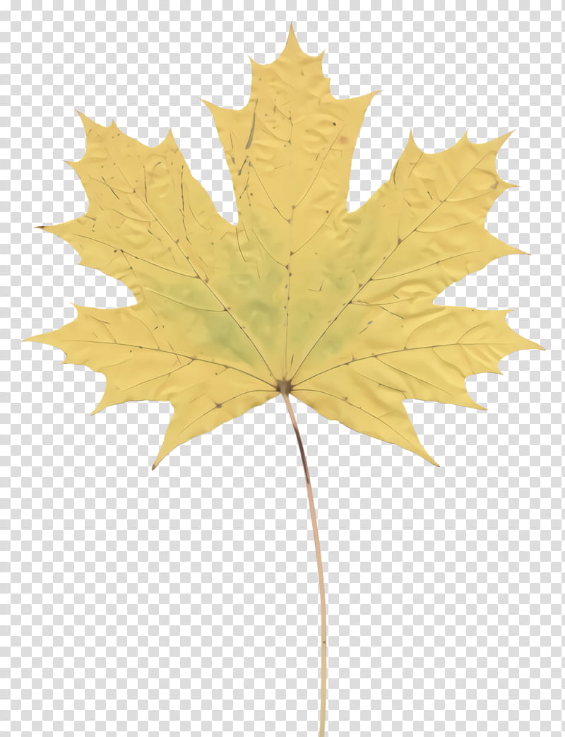 Maple leaf, Tree, Black Maple, Plant, Yellow, Woody Plant, Plane, Planetree Family transparent background PNG clipart