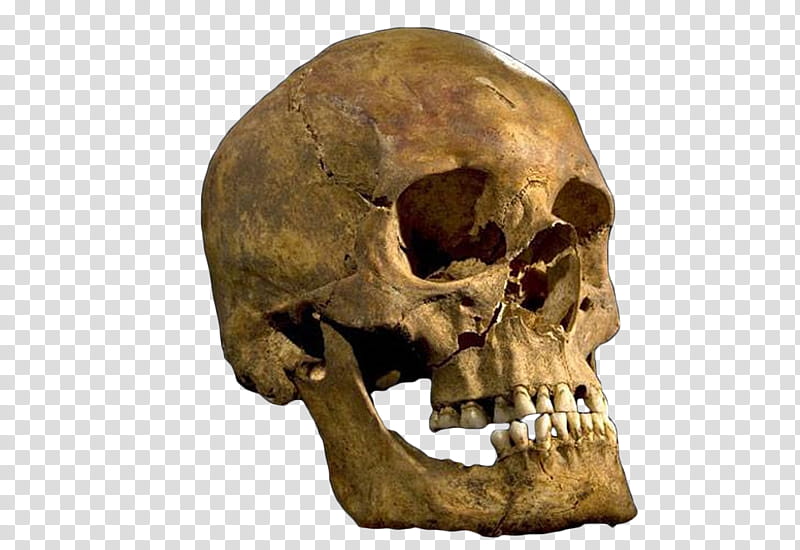 Richard III Skull  transparent background PNG clipart