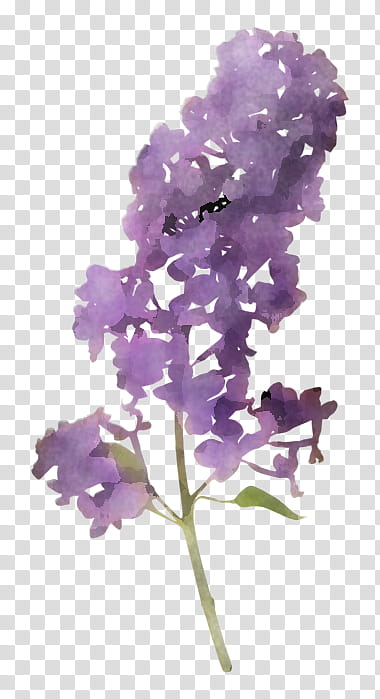 Lavender, Flower, Purple, Violet, Plant, Lilac, Cut Flowers, Petal transparent background PNG clipart