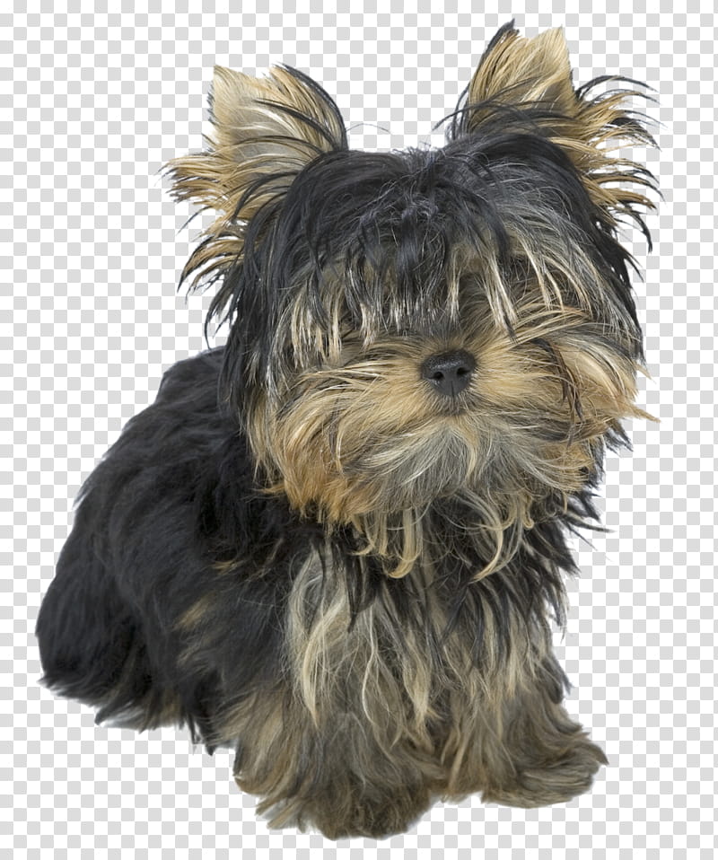 yorkshire terrier in chinese