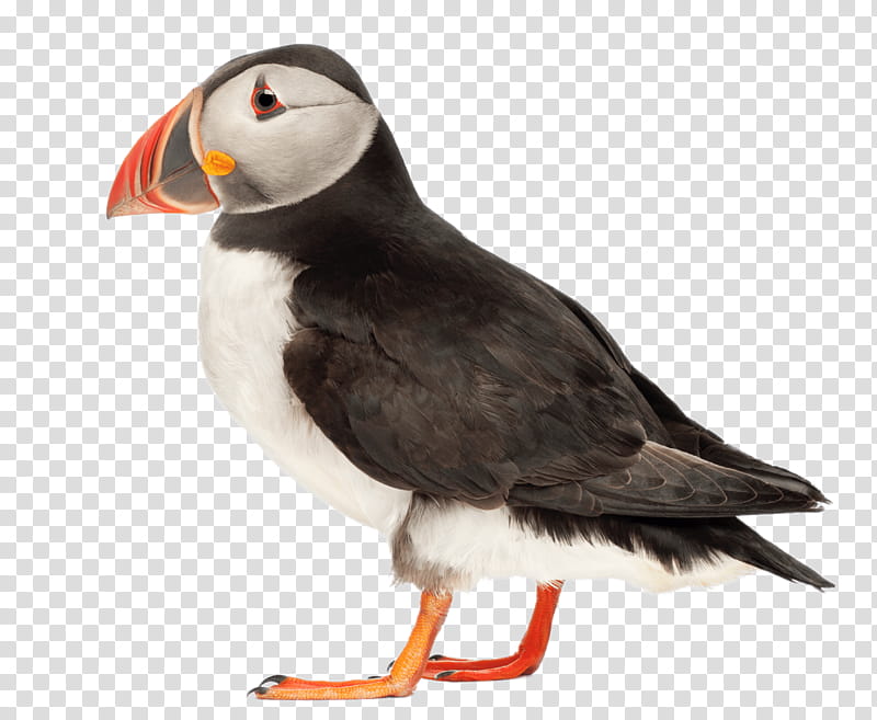 Cartoon Bird, Atlantic Puffin, Beak, Bird Nest, Animal, Seabird, Neck transparent background PNG clipart