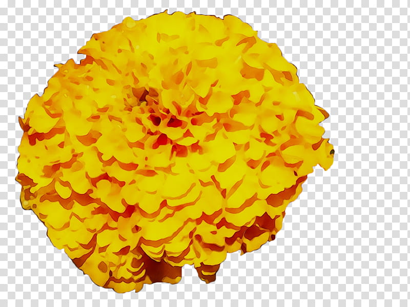 Flowers, Yellow, Chrysanthemum, Tagetes, English Marigold, Orange, Petal, Pollen transparent background PNG clipart
