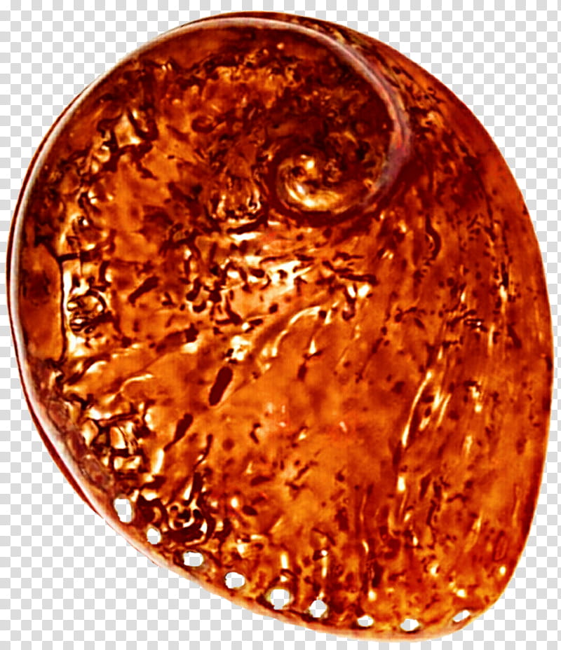 Dark Orange Abalone Seashell transparent background PNG clipart