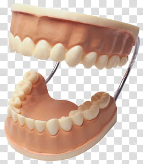 dentures illustration transparent background PNG clipart