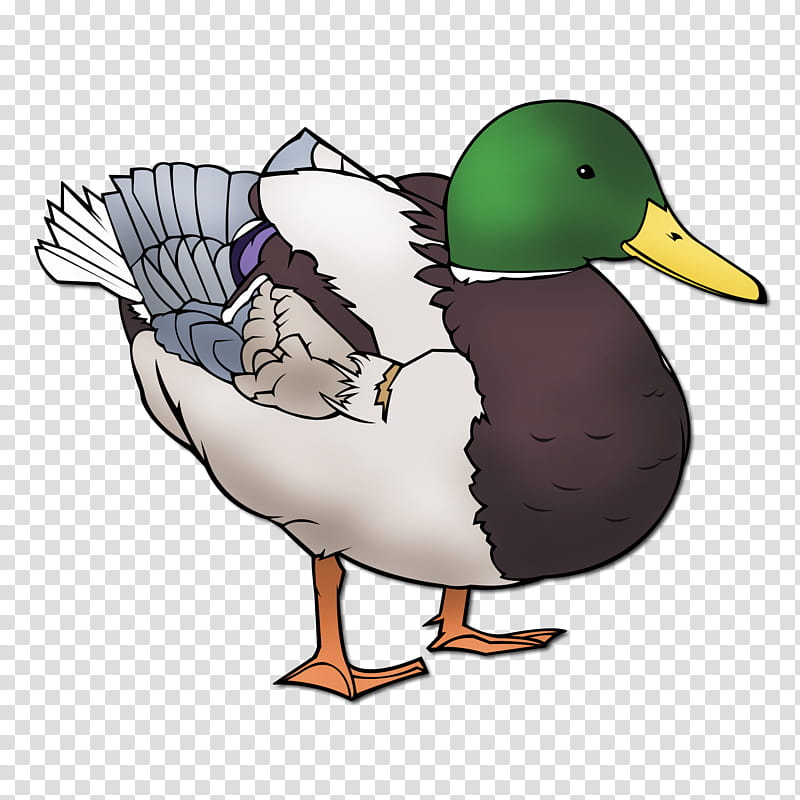 Bird Line Art, Mallard, Duck, Goose, American Black Duck, Animal, Art Museum, Ducks Geese And Swans transparent background PNG clipart