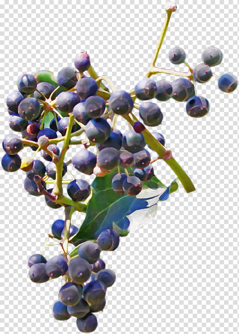 grape fruit plant grapevine family flower, Elderberry, Food, Vitis, Seedless Fruit, Tree, Currant, Bilberry transparent background PNG clipart