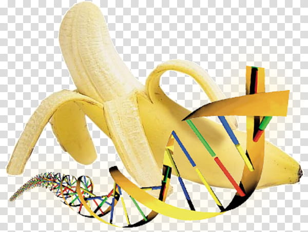 Banana, Trucker Hat, Baseball Cap, Fruit, Food, Zazzle, Yellow, Banana Family transparent background PNG clipart