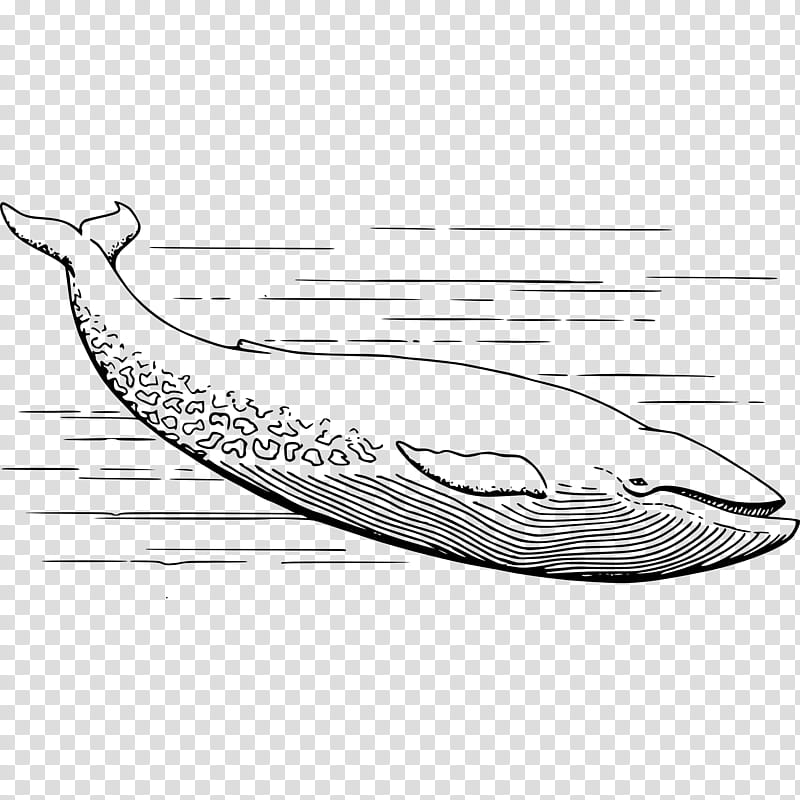 Whale, Blue Whale, Whales, Drawing, Silhouette, Line Art, Rorquals, Cartoon transparent background PNG clipart