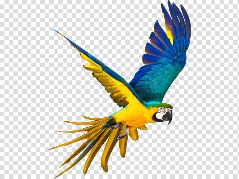 Bird Parrot, Macaws, Pet, Grey Parrot, Parakeet, Beak, Wing, Budgie transparent background PNG clipart
