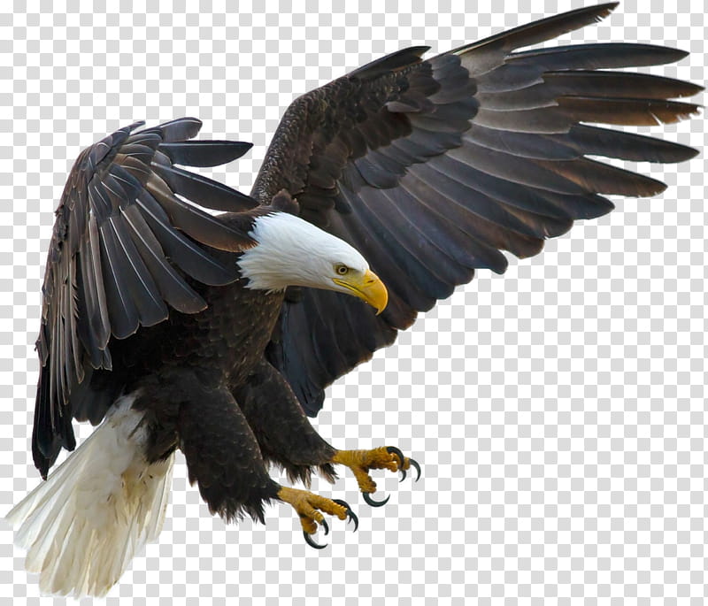 American eagle on a background, American Eagle illustration transparent background PNG clipart