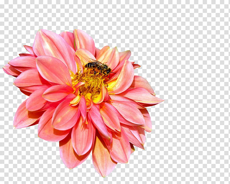 flowers , bee on yellow and pink flower transparent background PNG clipart