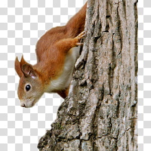 cute animals II, brown squirrel on tree transparent background PNG clipart