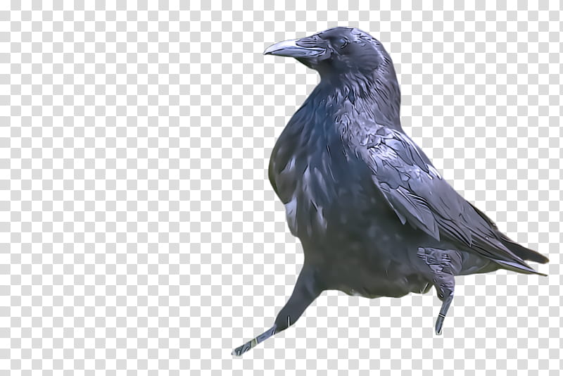bird crow raven beak raven, Crowlike Bird, Fish Crow, Perching Bird, Blackbird, Rook transparent background PNG clipart