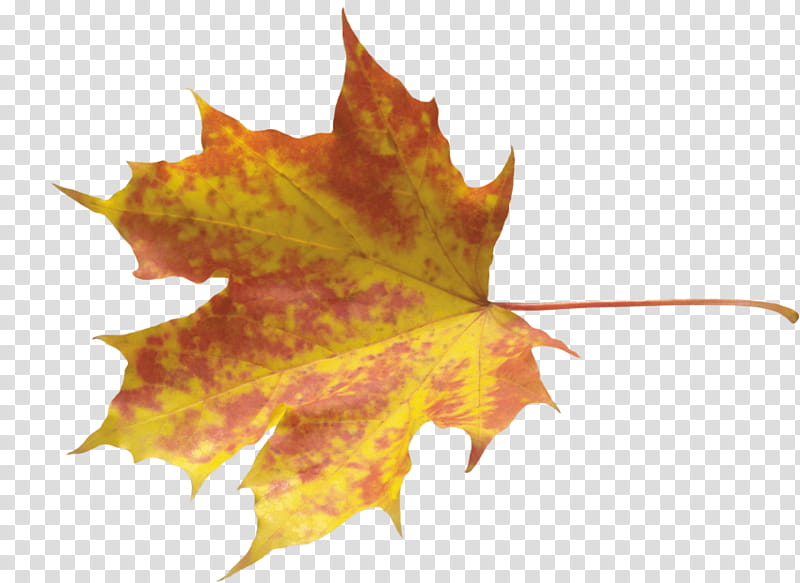 Autumn Leaf Drawing, Autumn Leaf Color, Maple Leaf, Tree, Black Maple, Yellow, Woody Plant, Plane transparent background PNG clipart