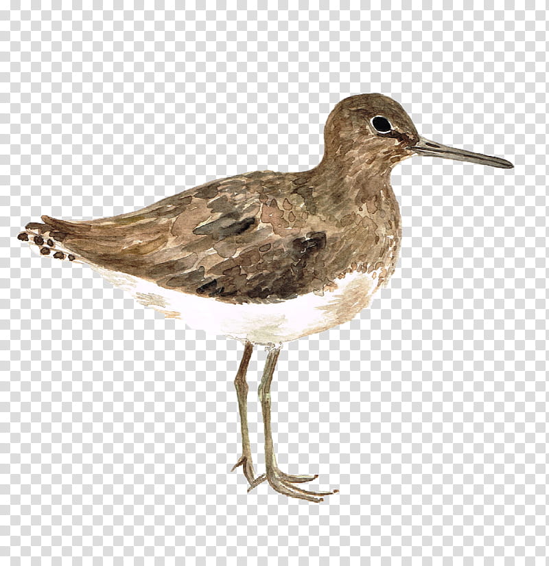 Cartoon Bird, Dunlin, Common Redshank, Sandpiper, Calidris, Drawing, Feather, Birdwatching transparent background PNG clipart