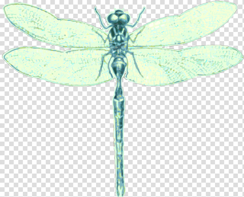 Dragonfly Insect, Pollinator, Drawing, Membrane, Dragonflies And Damseflies, Damselfly, Netwinged Insects, Hawker Dragonflies transparent background PNG clipart