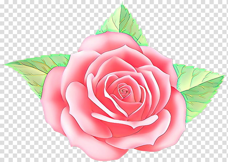 Garden roses, Pink, Flower, Hybrid Tea Rose, Petal, Rose Family, Plant, Rose Order transparent background PNG clipart