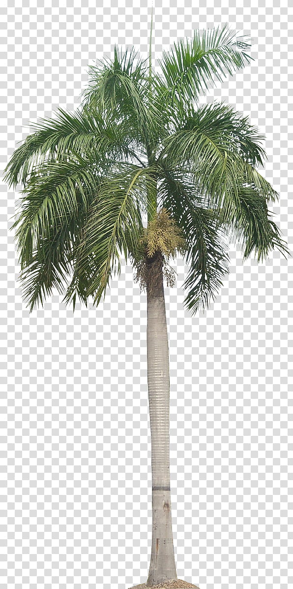 Palm tree, Plant, Desert Palm, Roystonea, Sabal Palmetto, Arecales, Woody Plant, Elaeis transparent background PNG clipart