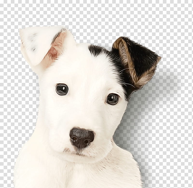 Rat, Parson Russell Terrier, Puppy, Jack Russell Terrier, Miniature Fox Terrier, American Staffordshire Terrier, Rat Terrier, Breed transparent background PNG clipart