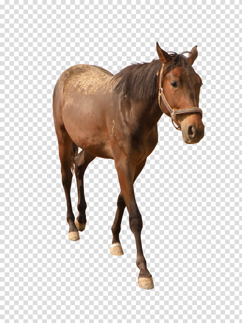 Horse, Mustang, Pony, Manipulation, Raster Graphics, Halter, Mane, Horse Tack transparent background PNG clipart