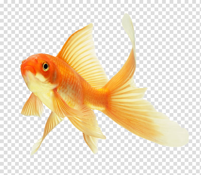 Kinda Cool S, orange fish transparent background PNG clipart