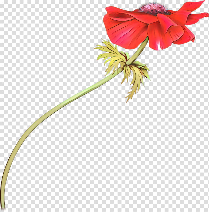 flower red plant flowering plant petal, Cartoon, Pedicel, Anthurium, Plant Stem, Hippeastrum transparent background PNG clipart