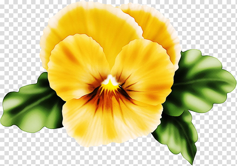 flower yellow petal plant wild pansy, Violet Family, Primula, VIOLA transparent background PNG clipart