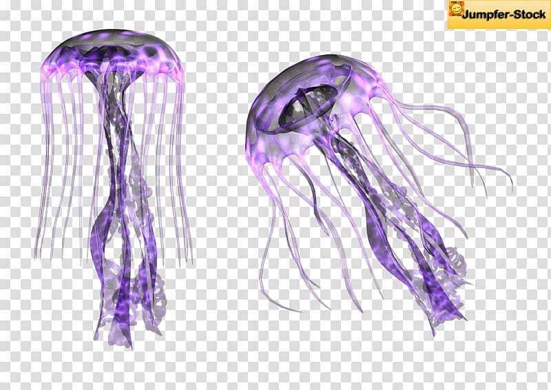 Giant Jellyfish , two purple jellyfishes transparent background PNG clipart