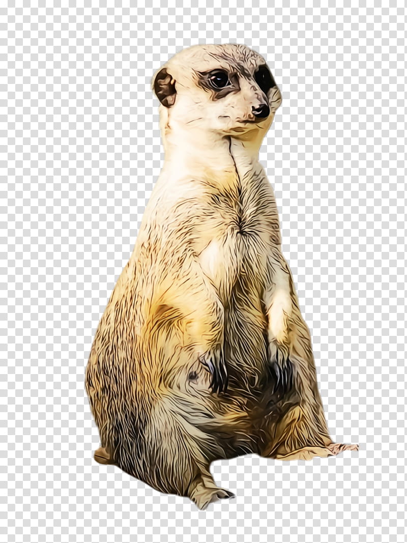 meerkat mongoose wildlife whiskers, Watercolor, Paint, Wet Ink transparent background PNG clipart