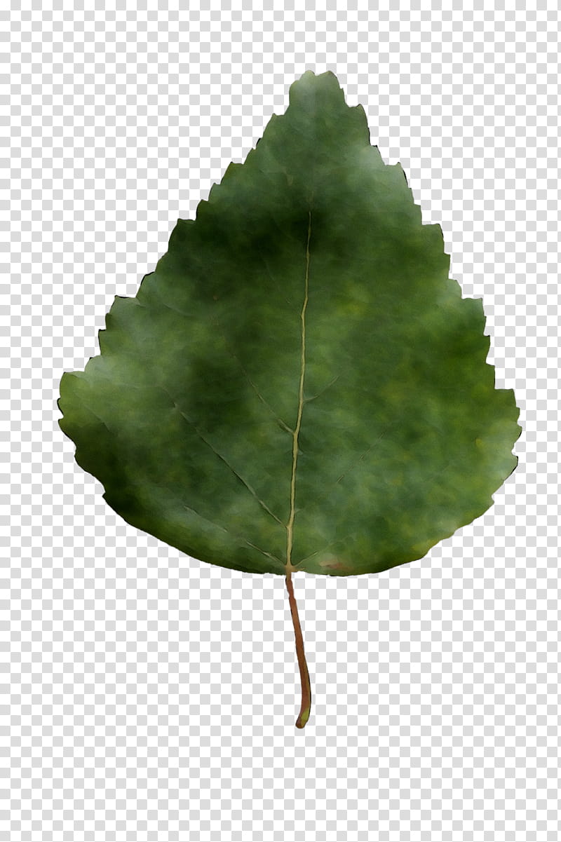 Green Leaf, Tree, Plant, Flower, Plane, Match Poplar, Plant Pathology, Annual Plant transparent background PNG clipart