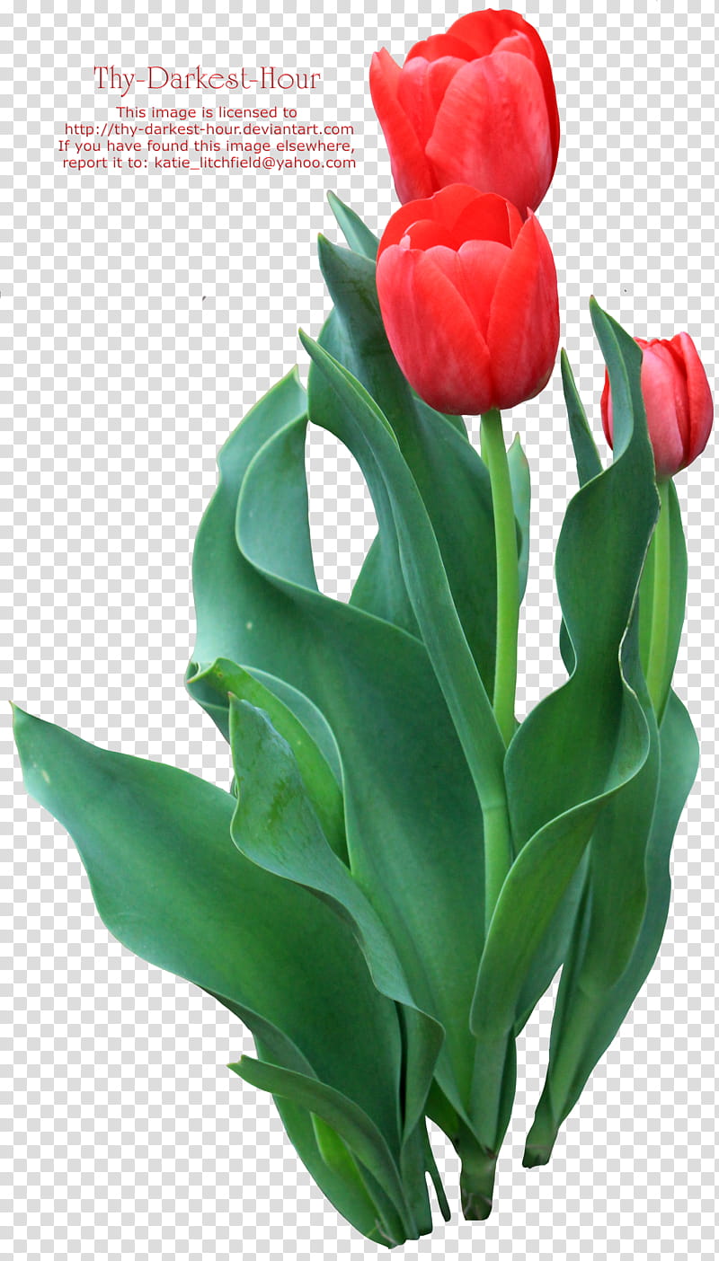 Tulip Greenery, three red tulips transparent background PNG clipart