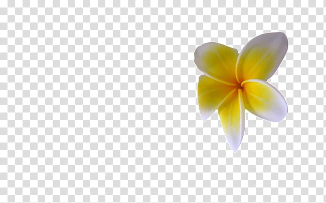 Orchid Flower, Data, Yellow, Petal, Plant, Moth Orchid transparent background PNG clipart