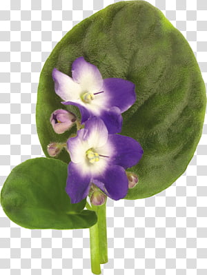 Violets set transparent background PNG clipart thumbnail