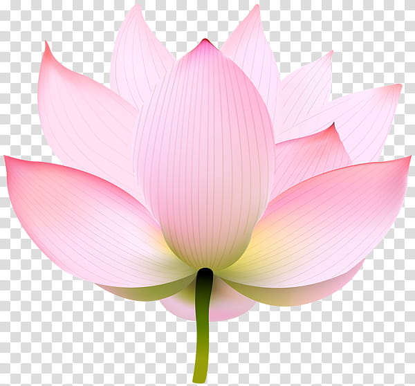 Pink Flower, Nymphaea Nelumbo, Plants, Plant Stem, Computer, Lotus Family, Sacred Lotus, Petal transparent background PNG clipart