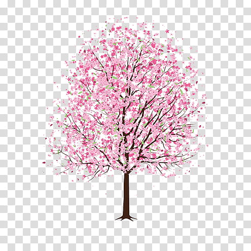 , cherry blossom tree illustration transparent background PNG clipart