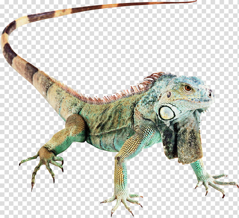 Dragon Drawing, Agamas, Lizard, Reptile, Green Iguana, Chameleons, Komodo Dragon, Common Iguanas transparent background PNG clipart