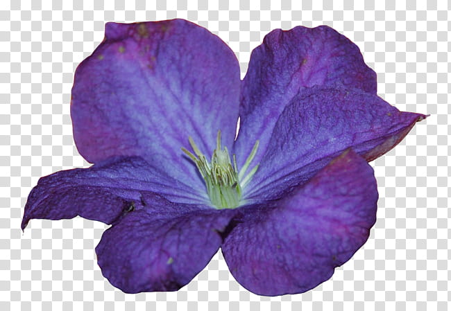 Violet Flower, Leather Flower, Cranesbill, Purple, Petal, Plant, Violet Family, VIOLA transparent background PNG clipart