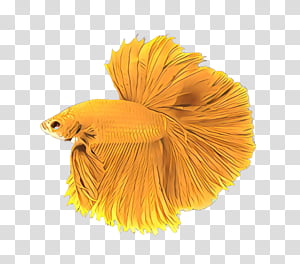 Orange, Yellow transparent background PNG clipart thumbnail