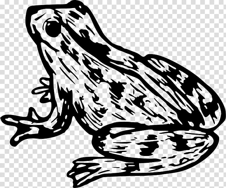 Lion Drawing, Frog, Toad, Amphibians, Common Frog, True Frog, Tree Frog, Line Art transparent background PNG clipart