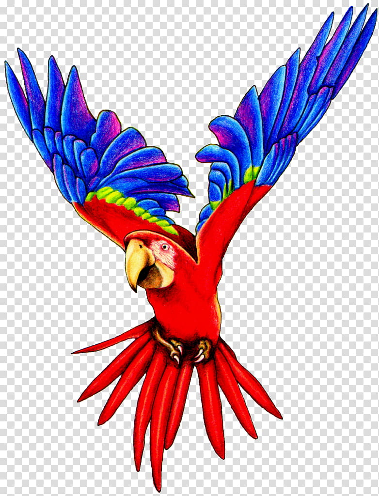Bird Parrot, Fly Parrot, Budgerigar, Pet, Parakeet, Macaw, Redandgreen Macaw, Cockatoo transparent background PNG clipart