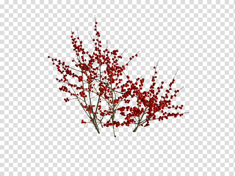 Cherry Blossom Tree Drawing, Twig, Painting, Flower, Cherries, White Currant, Peach, Red transparent background PNG clipart