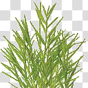 MMD OBJ Stage Top Ride Grass, green-leafed plant transparent background PNG clipart