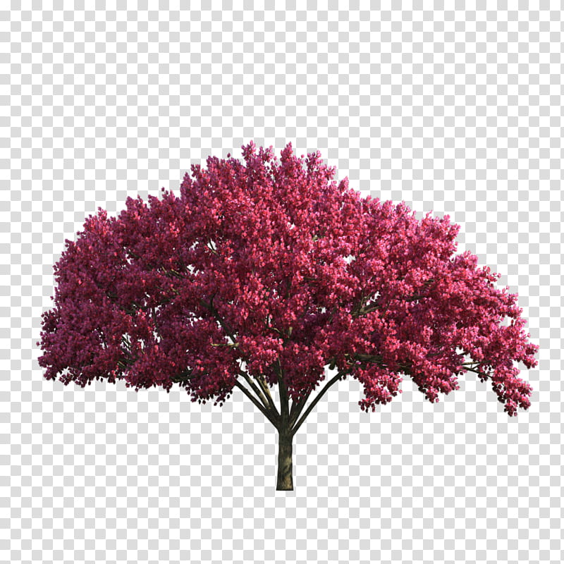 Red Maple Tree, Shrub, Leaf, Prunus, Pink, Purple, Violet, Plant transparent background PNG clipart