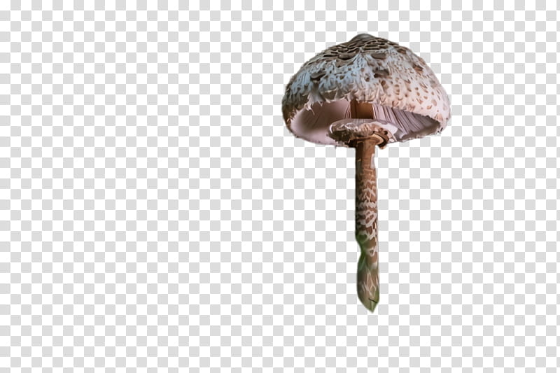 mushroom shiitake bolete agaricaceae agaricus, Edible Mushroom, Russula Integra, Matsutake, Champignon Mushroom transparent background PNG clipart