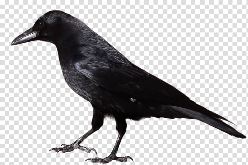 crow, black bird transparent background PNG clipart