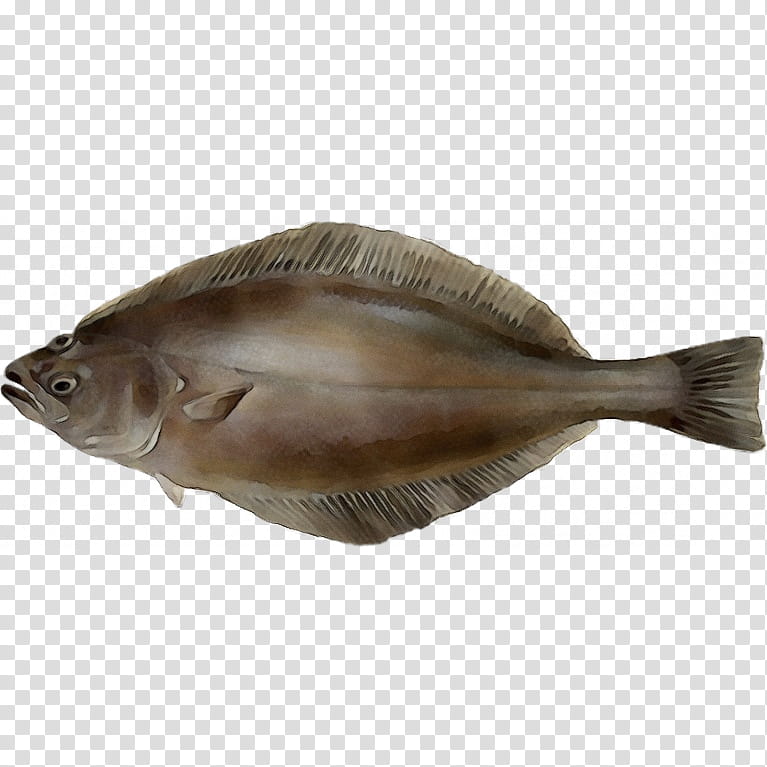 fish fish sole flatfish bony-fish, Watercolor, Paint, Wet Ink, Bonyfish transparent background PNG clipart